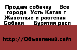 Продам собачку  - Все города, Усть-Катав г. Животные и растения » Собаки   . Бурятия респ.